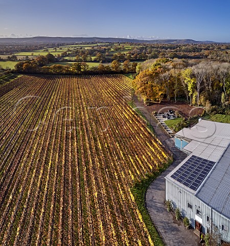 Chardonnay vineyard and winery with the South Downs in distance Ridgeview Wine Estate Ditchling Common Sussex England
