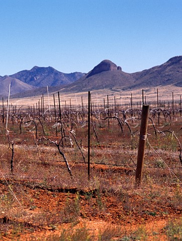 Vineyard in early spring Elgin Santa Cruz County Arizona USA