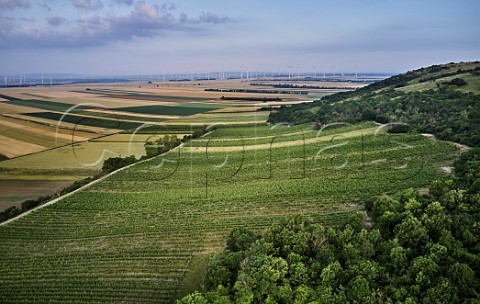 Vineyards on the hill of Spitzerberg Niederosterreich Austria   Carnuntum