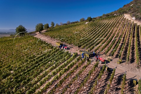 Harvesting Cabernet Sauvignon grapes in Clos Apalta vineyard of Lapostolle   Colchagua Valley Chile