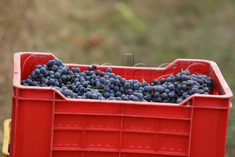 Crate of Nebbiolo grapes in vineyard of NerviConterno Gattinara Piedmont Italy Gattinara