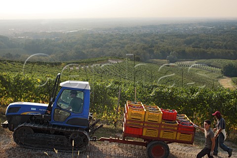 Collecting crates of Nebbiolo grapes in vineyard of NerviConterno Gattinara Piedmont Italy Gattinara