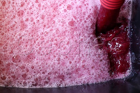 Pumpingover Nebbiolo must during fermentation in winery of NerviConterno Gattinara Piedmont Italy