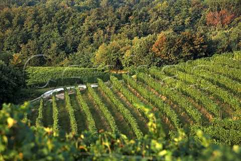 Nebbiolo vineyard of NerviConterno Gattinara Piedmont Italy Gattinara