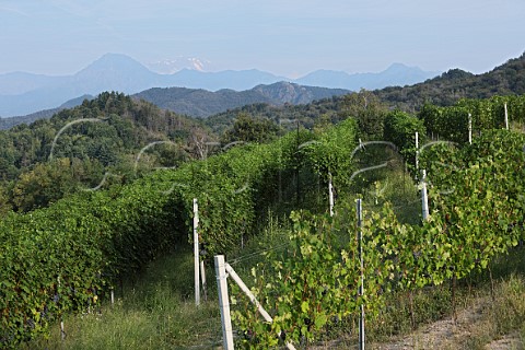 Nebbiolo vineyard of NerviConterno with the Alps in distance Gattinara Piedmont Italy Gattinara
