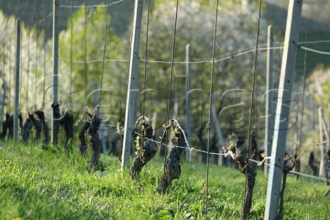Early spring in Nebbiolo vineyard of Cantina Bartolo Mascarello Barolo Piedmont Italy