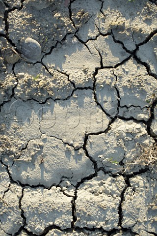 Cracked soil in vineyard of Cantina Bartolo Mascarello Barolo Piedmont Italy