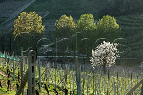 Early spring in Nebbiolo vineyard of Cantina Bartolo Mascarello Barolo Piedmont Italy