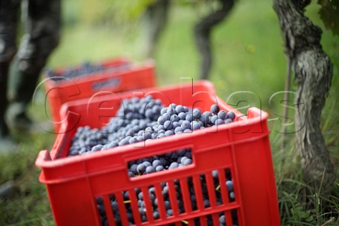 Picking Nebbiolo grapes in vineyard of Cantina Bartolo Mascarello Barolo Piedmont Italy
