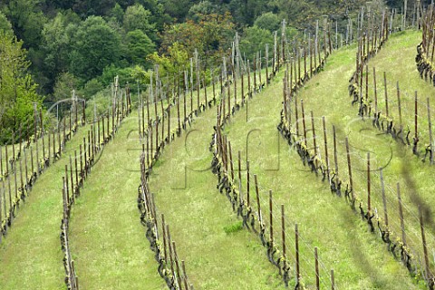 Cascina Francia vineyard of Cantina Giacomo Conterno in spring Serralunga dAlba Piedmont Italy Barolo