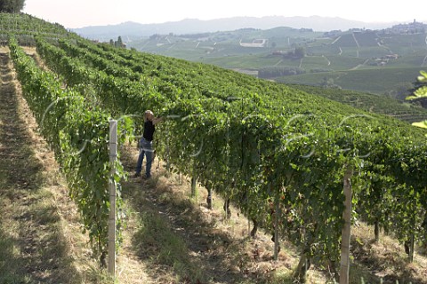 Carlotto Rinaldi in the Brunate vineyard of Cantina Giuseppe Rinaldi  Barolo Piedmont Italy  Barolo