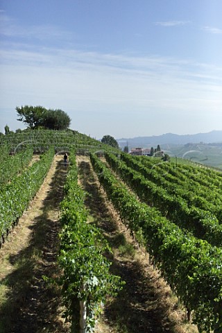 The Brunate vineyard of Cantina Giuseppe Rinaldi  Barolo Piedmont Italy  Barolo