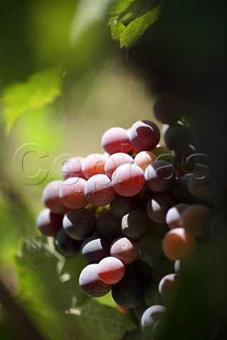 Nebbiolo grapes in the Brunate vineyard of Cantina Giuseppe Rinaldi Barolo Piedmont Italy