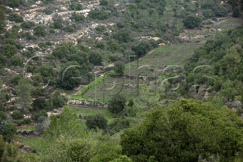 Terraced vineyards of Domaine du Castel at around 750 meters altitude in the Judean Hills Israel