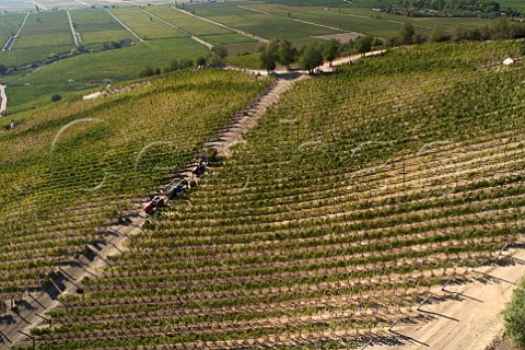 Harvesting Merlot grapes in Clos Apalta vineyard Colchagua Valley Chile