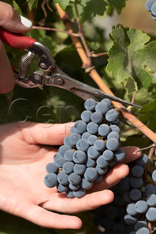 Picking Cabernet Sauvignon grapes in vineyard of Clos Apalta Colchagua Valley Chile