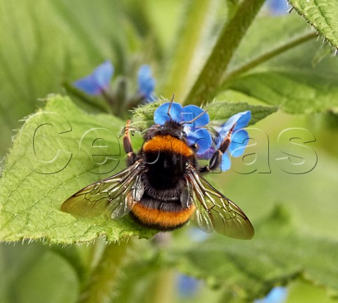 Queen Bufftailed Bumblebee on Green Alkanet flowers Hurst Meadows East Molesey Surrey England