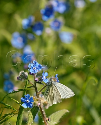 Greenveined White nectaring on Green Alkanet  Hurst Meadows East Molesey Surrey England