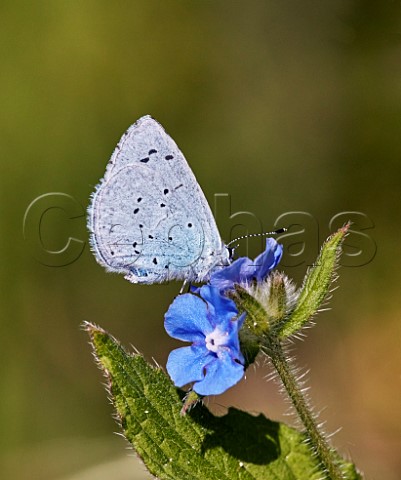 Holly Blue nectaring on Green Alkanet  Hurst Meadows East Molesey Surrey England