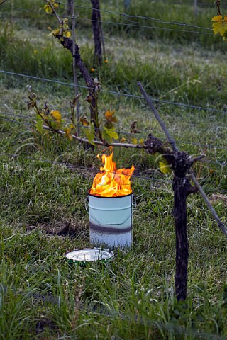 Candle burning on a frosty spring morning at Albury Vineyard Silent Pool Albury Surrey England
