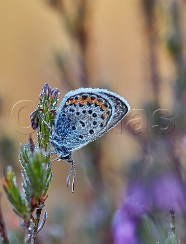Roosting Silverstudded Blue covered in dew Fairmile Common Esher Surrey England