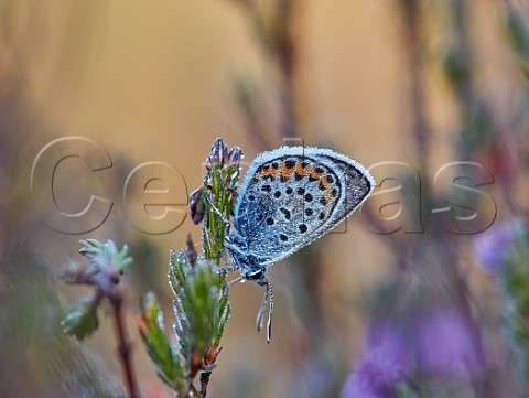 Roosting Silverstudded Blue covered in dew Fairmile Common Esher Surrey England