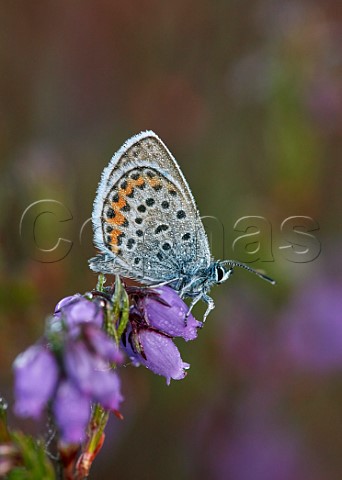 Silverstudded Blue covered in dew Fairmile Common Esher Surrey England