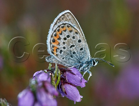 Silverstudded Blue covered in dew Fairmile Common Esher Surrey England