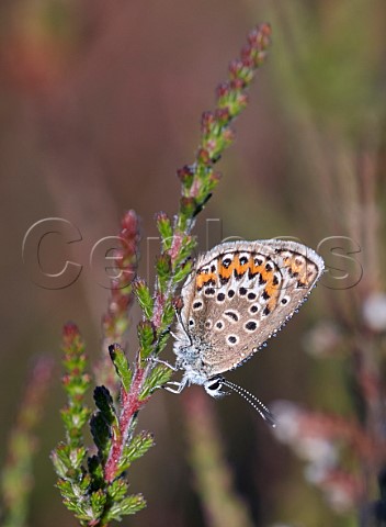 Roosting female Silverstudded Blue with dew Fairmile Common Esher Surrey England