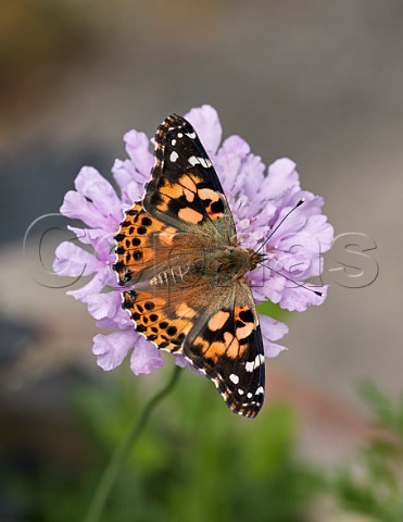 Painted Lady nectaring on Scabious flower West Molesey Surrey England