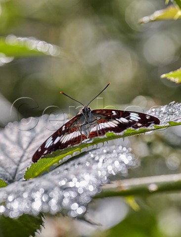 White Admiral and dewcovered leaves  Bookham Commons Surrey England