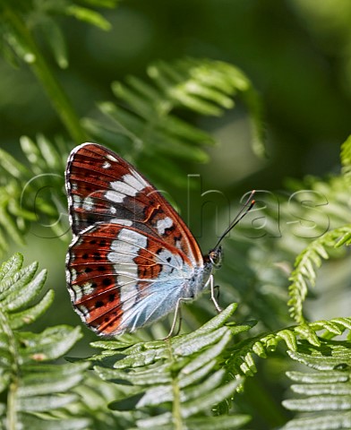 White Admiral perched on bracken Bookham Commons Surrey England