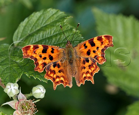 Comma perched on bramble Hurst Meadows East Molesey Surrey England
