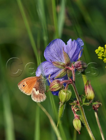 Small Heath perched on Meadow Cranesbill flower Hurst Meadows East Molesey Surrey England