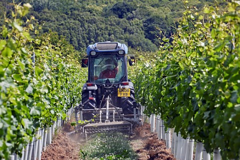 Weed control in Hazelhurst Farm Vineyard of Roebuck Estates Ticehurst Sussex England