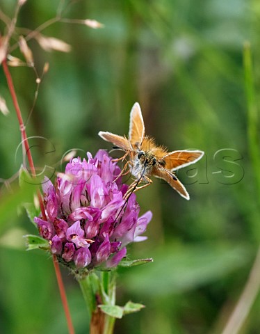 Essex Skipper nectaring on clover  proboscis fully extended Hurst Meadows East Molesey Surrey England
