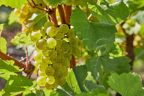 Ripe Chardonnay grapes in Arch Peak Vineyard of Raimes Sparkling Wine Hinton Ampner Hampshire England