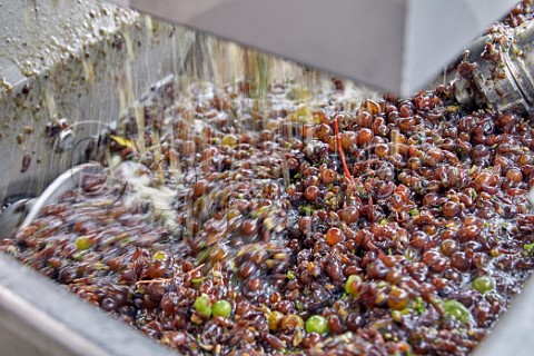 Pinot Gris grapes coming out of the crusher  destemmer at the winery of Stopham Estate  Stopham Sussex England