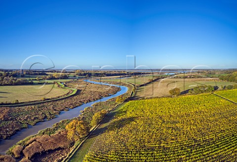 Thorrington Mill Vineyard by Alresford Creek with the River Colne in distance   Near Brightlingsea Essex UK