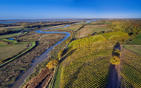 Thorrington Mill Vineyard by Alresford Creek with the River Colne in distance   Near Brightlingsea Essex UK
