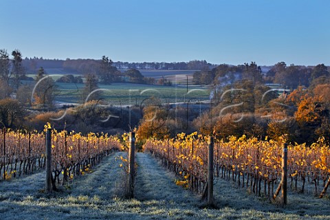 Autumnal Pinot Noir vines on a frosty morning in Burges Field Vineyard of The Grange Hampshire Itchen Stoke Hampshire England