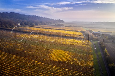 Autumnal vineyard of Squerryes Estate at the foot of the North Downs  Westerham Kent England