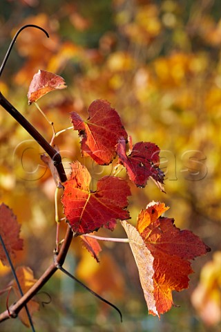 Autumnal Pinot Noir vine at Rosemary Farm Vineyard a grower for Chapel Down  Wadhurst Sussex England