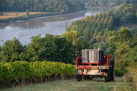 Tractor with grape crates for harvest in vineyard of Chteau Biac above the Garonne River Langoiron Gironde France    Bordeaux