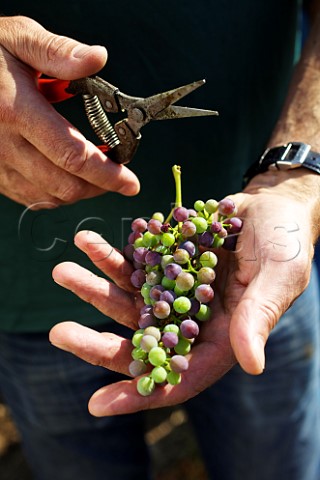 Picking unripe grapes for the production of verjuice acidic juice used in cooking Austria