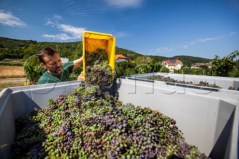 Christian Fischer harvesting unripe grapes for the production of verjuice Soos Niederosterreich Austria  Thermenregion