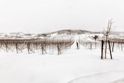 Snowcovered vineyard at Gumpoldskirchen Austria  Thermenregion