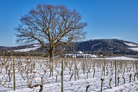 Snowcovered vineyards of Denbies Wine Estate with winery visitor centre and hotel beyond Dorking Surrey England