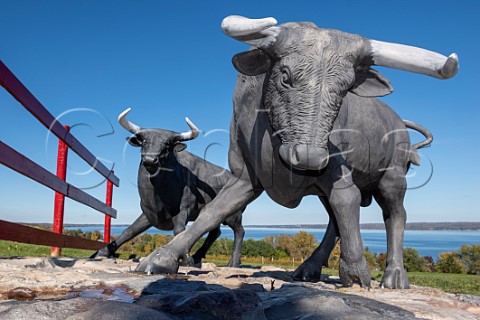 Bull statues of Toro Run Winery above Cayuga Lake Ovid New York USA Finger Lakes
