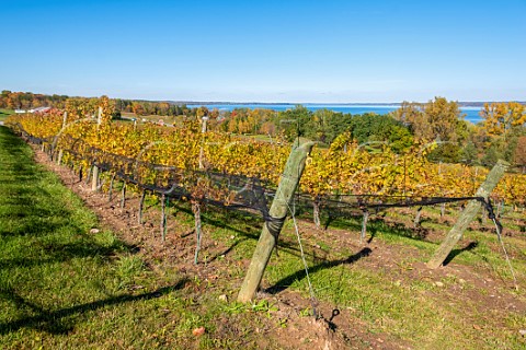 Autumnal vineyard of Toro Run Winery above Cayuga Lake Ovid New York USA Finger Lakes